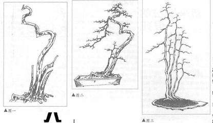 盆景设计图,盆景设计图手机软件